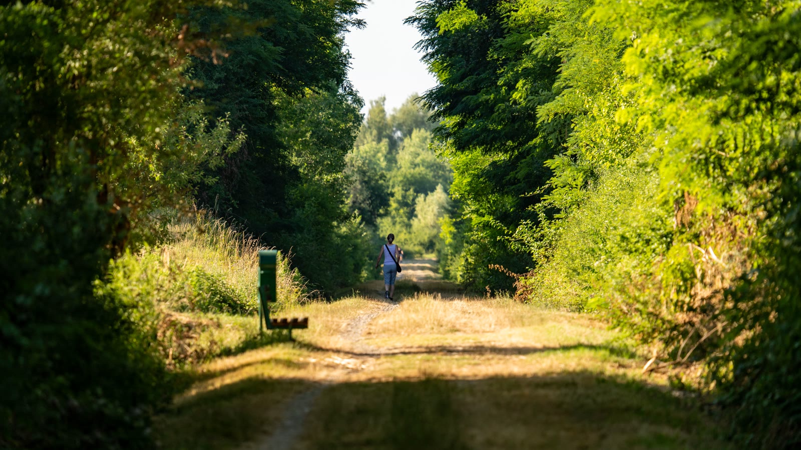 En person gaar ad en stille skovsti